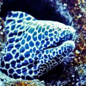 Illustrations créations graphiques